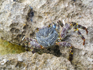 La Romana, Dominican Republic -  a crab on the rock in the turquoise water of the tropical island of Dominican Republic.