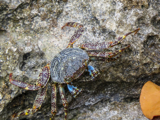 La Romana, Dominican Republic -  a crab on the rock in the turquoise water of the tropical island of Dominican Republic.