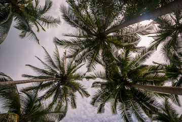 Fototapeta na wymiar Palm trees from below