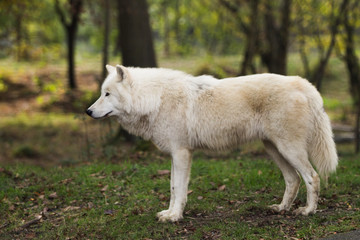 Naklejka na ściany i meble Loup blanc dans la forêt