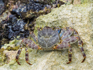 La Romana, Dominican Republic -  a crab on the rock in the turquoise water of the tropical island of Dominican Republic.