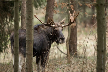 Mammal - bull moose (Alces)