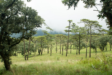 Pine trees on the "PHU-SOI-DAO" mountains in THAILAND