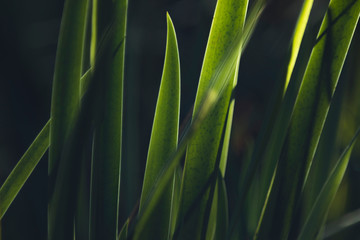 green grass background