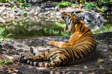 Asian tiger in tropical forest