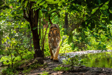 Asian tiger in tropical forest