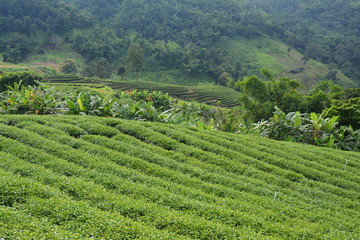 Plantations de Thé Chiang Rai Thaïlande - Tea Fields Thailand