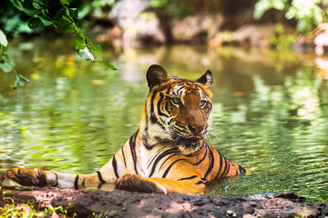 Asian tiger in tropical forest