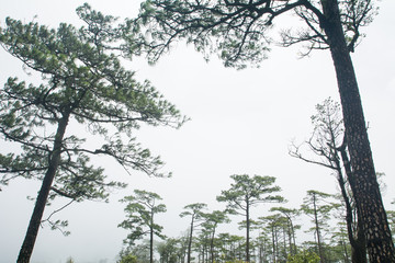 
Pine trees on the "PHU-SOI-DAO" mountains in THAILAND