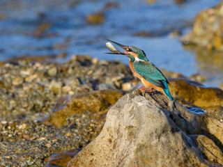 Common Kingfisher Sitting on Rock and Holding a Fish