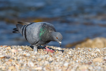 Rock Pigeon on Sea Shore, Closeup Portrait