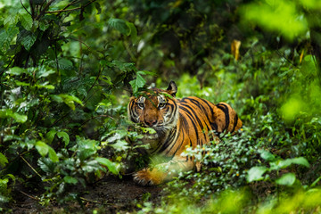 Asian tiger in tropical forest