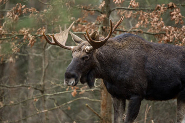 Mammal - bull moose (Alces)