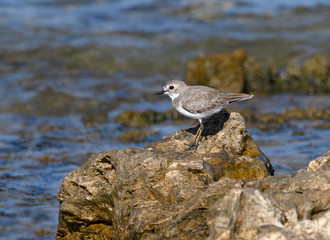 Greater Sand Plover Standing on Sea Rock