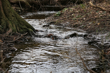 Flussbett, Bach, wasser, fliessend, Wald 