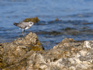 Greater Sand Plover Standing on Sea Rock