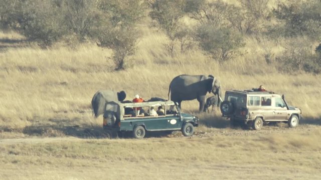 Elephants and their babes feeding on grasses next  tourist jeeps in Maasai Mara