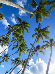 Fototapeta premium La Romana, Dominican Republic - Caribbean palms and blue sky in a tropical beach.