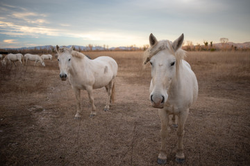 Obraz na płótnie Canvas White horses, Aiguamolls de Emporda