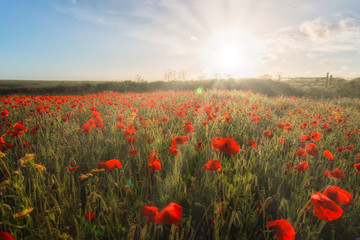 Fototapeta na wymiar poppy field of poppies bright ref with sunlight and sunday's 