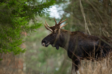 Mammal - bull moose (Alces)