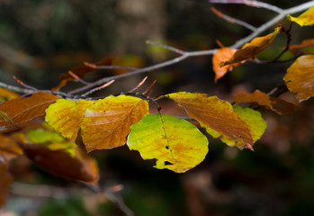 Autumn leaves of a Beech tree, Fagus sylvatica, in beautiful colors 