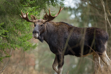 Mammal - bull moose (Alces)