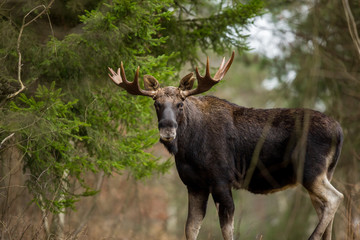 Mammal - bull moose (Alces)