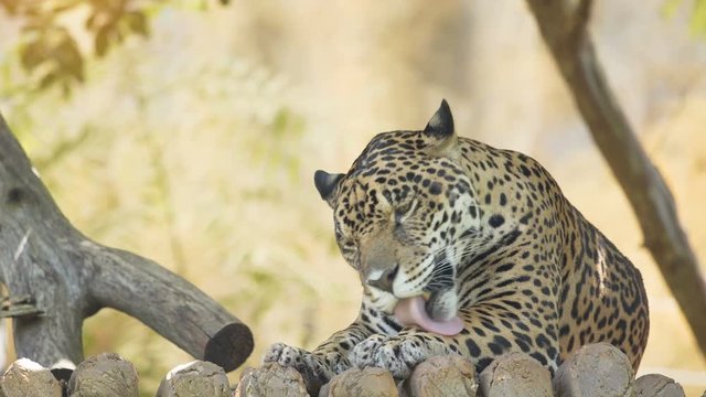 Jaguar resting in the forest.