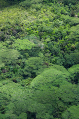 Fototapeta na wymiar Forêt tropicale vue du ciel, arrière-plan