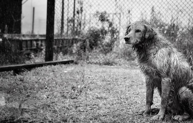 Dog   abandoned in rain 