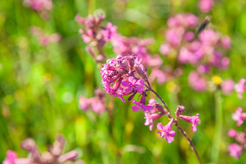 Pink flowers on a stalk