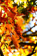 Close up Orange Autumn leaves.