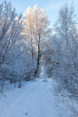 Snowy forest with a path