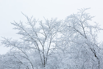 Fototapeta na wymiar Frosty tree tops against gray sky