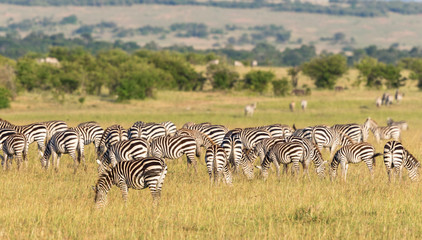 Zebras grazing on the grassland
