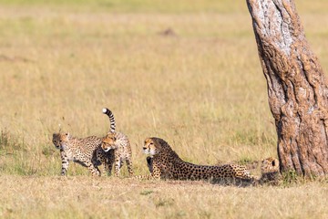 Cheetah mother with cubs sitting at a tree
