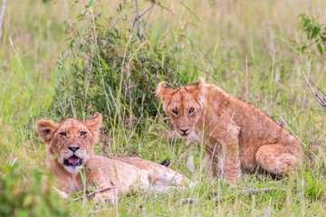 Lion Cubs lying and looking at the savannah