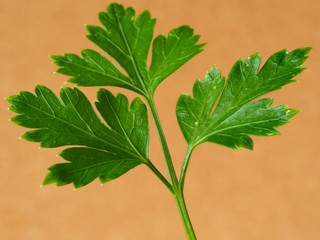 Close up of flat leaf parsley leaves against a plain brown background
