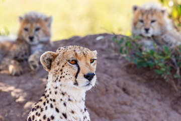 Naklejka na ściany i meble Cheetah with two cubs resting on a termite mound