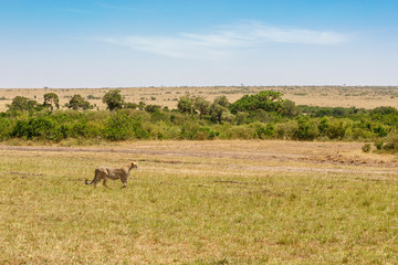 Naklejka na ściany i meble Beautiful savannah landscape with a Cheetah