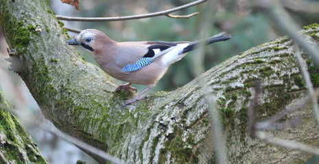 Eurasian Jay (Garrulus Glandarius) looking for food.