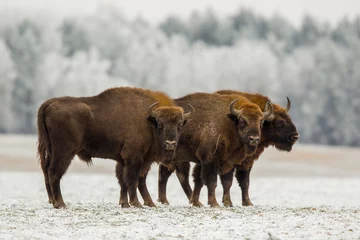 Türaufkleber Europäischer Bison - Bison Bonasus im Wald von Knyszyn (Polen) © szczepank