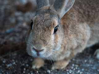 Rabbit from UsagiShima, Okunoshima Japan