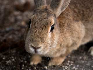 Rabbit from UsagiShima, Okunoshima Japan