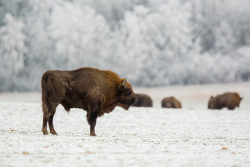 European bison - Bison bonasus in the Knyszyn Forest (Poland)