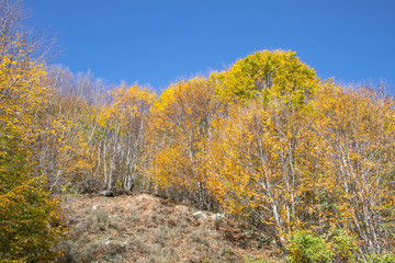 The hill is covered with dry grass, trees with golden autumn leaves and green ivy.