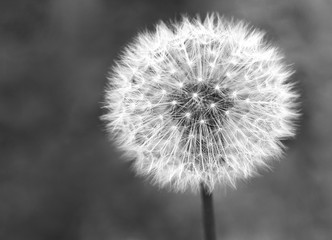 black-and-white photo of dandelion