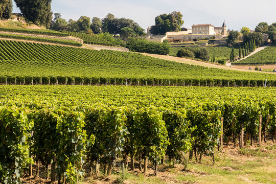 Saint-Emilion, France. Vineyards at the Jurisdiction of Saint-Emilion, a World Heritage Site since 1999
