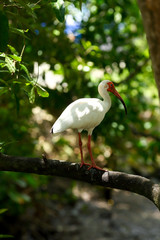 White Ibis in a tree